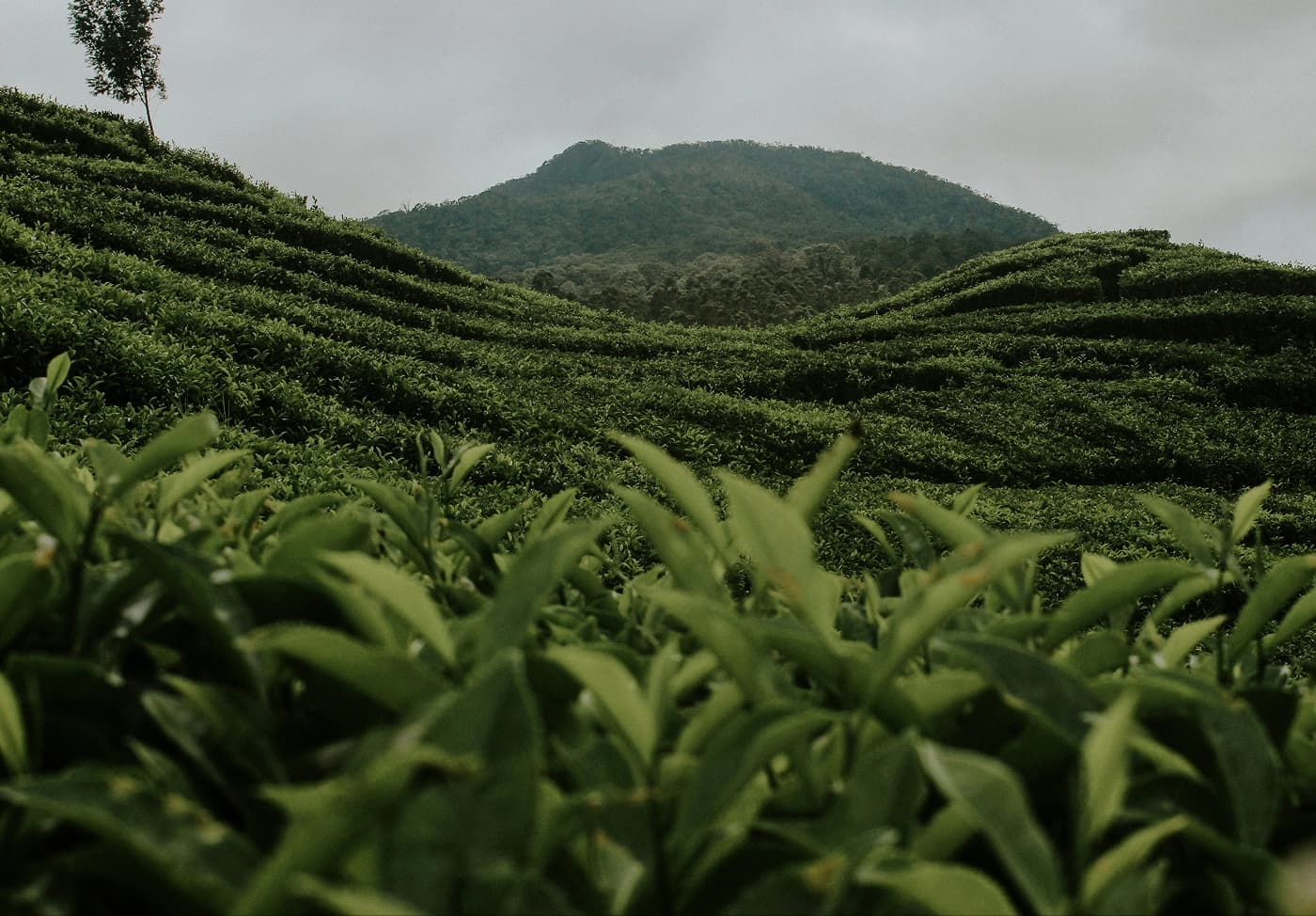 Agricultural fields and hills