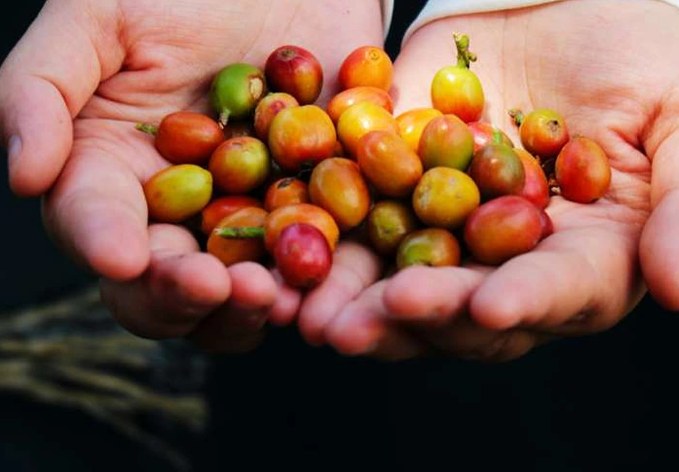 Fresh coffee cherries held in two hands