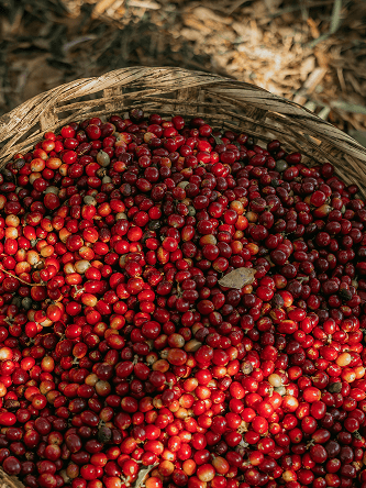 Commodity producers at origin