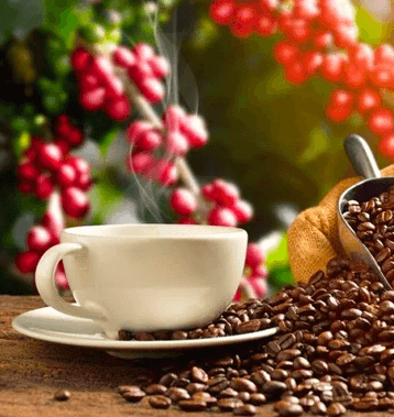 Coffee cherries and beans from Venezuela