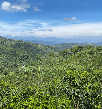 Venezuelan mountain landscape linked to coffee imports