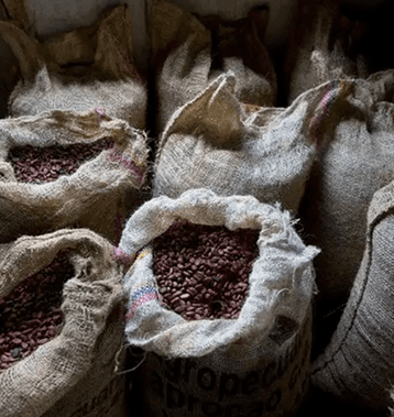 Sacks of cacao beans
